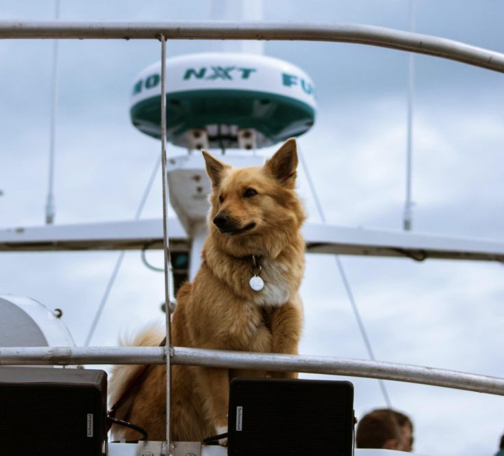 Dog on boat